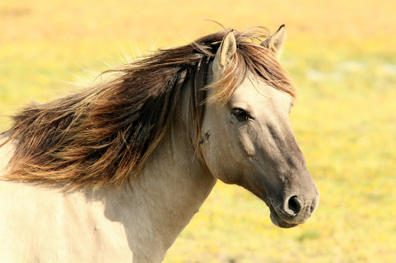 horses-care